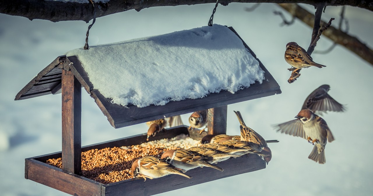 Jak przyciągnąć wróble? W tym terminie wsyp do karmnika konkretny przysmak