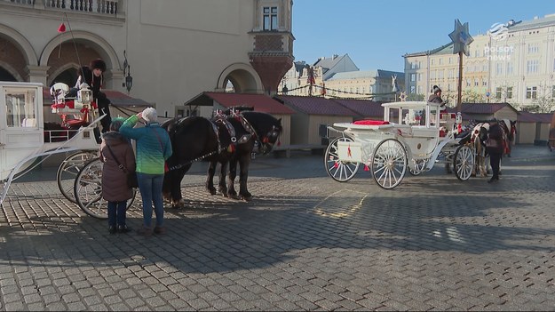 Dorożkarze kontra ekolodzy i trzy dni protestów przed Urzędem Miasta w Krakowie. Obrońcy zwierząt domagają się unieważnienia przetargu na wynajem miejsc postojowych dla koni na krakowskim rynku. Ich zdaniem konie są źle traktowane, z kolei miasto zapowiada, że przetargu nie odwoła. Z Krakowa dla "Wydarzeń" Klaudia Syrek.