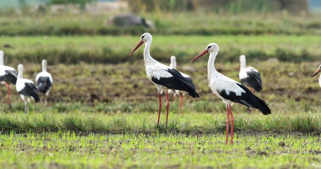 Bociany zwołują sejmiki. To jasny znak, co się dzieje
