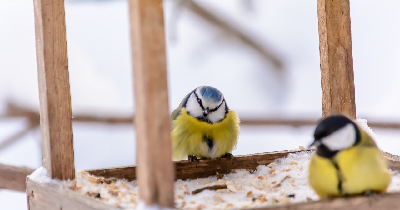 Koniecznie włóż do karmnika. Sikorki będą stałymi gośćmi w twoim ogrodzie