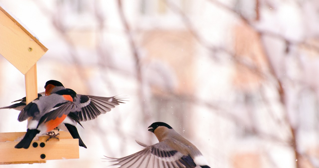 Umieść w karmniku, a gil, dzwoniec i kos będą w ogrodzie częstymi gośćmi