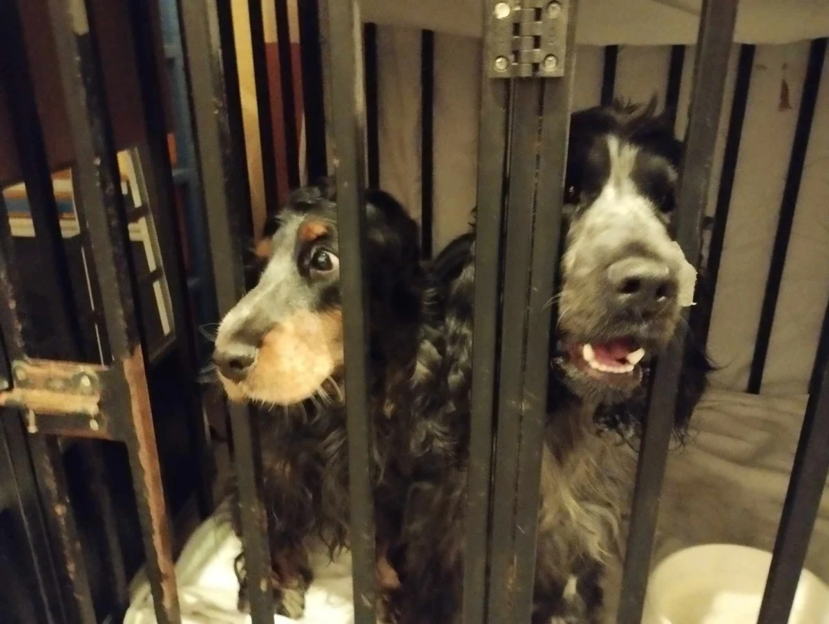 Setery, cocker spaniele i koty brytyjskie żyły w fatalnych warunkach. Zaniedbane i chore zwierzęta zabezpieczyli na prawobrzeżu Szczecina policjanci wraz z inspektorami Towarzystwa Opieki nad Zwierzętami.