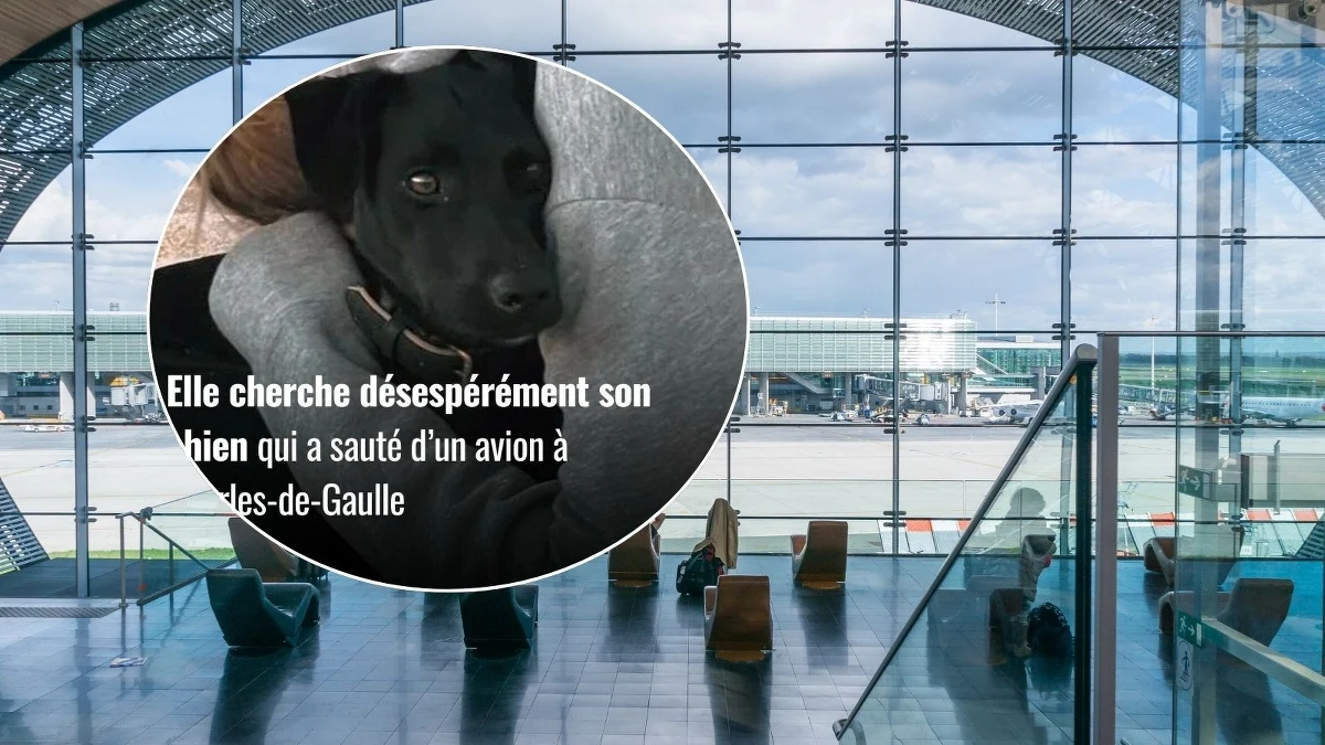 Na lotnisku Charles de Gaulle (CDG) pod Paryżem trwają poszukiwania psa o imieniu Amalka. Zwierzak ponad tydzień temu uciekł z samolotu krótko po lądowaniu. Czeka na niego właścicielka - turystka z Czech. Linie lotnicze zapewniają, że dokładają wszelkich starań, by odnaleźć zwierzę.