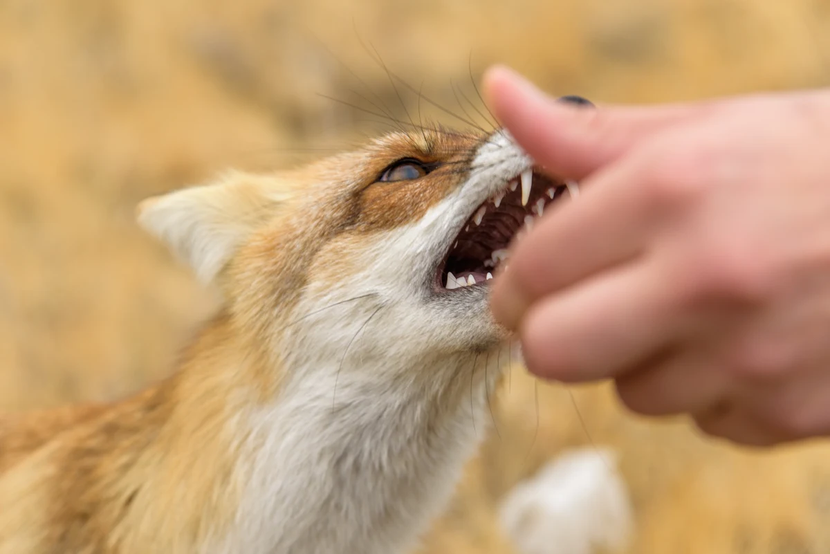 Trzy kolejne przypadki wścieklizny – u psa, lisa i sarny – wykryto w Lubelskiem. W tym roku stwierdzono już 25 ognisk tej choroby. Służby apelują o szczepienia zwierząt domowych przeciwko wściekliźnie, planowany jest też odstrzał sanitarny lisów.