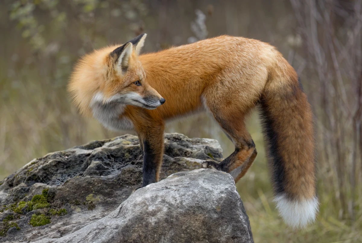 ​Czy Polska powinna zaszczepić przeciwko wściekliznie lisy żyjące na graniczących z Polską obszarach Ukrainy? Takie rozwiązanie zamierza zaproponować wojewoda lubelski, bo w Lubelskiem gwałtownie przybywa przypadków wścieklizny i zdarzyło się już, że chore zwierzęta zaatakowały przypadkowych ludzi.