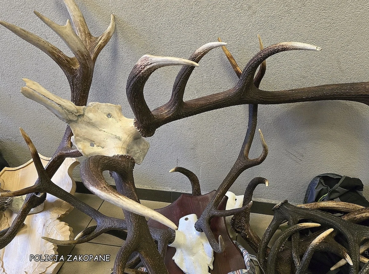 Do 15 lat więzienia grozi 38-latkowi, który włamywał się do domów, mieszkań i sklepów; kradł biżuterię i produkty luksusowe - na łączną kwotę 170 tys. zł. Ukradł także poroże jelenia. Zakopiańscy śledczy przedstawili włamywaczowi recydywiście kilkanaście zarzutów. Został tymczasowo aresztowany na 2 miesiące. 