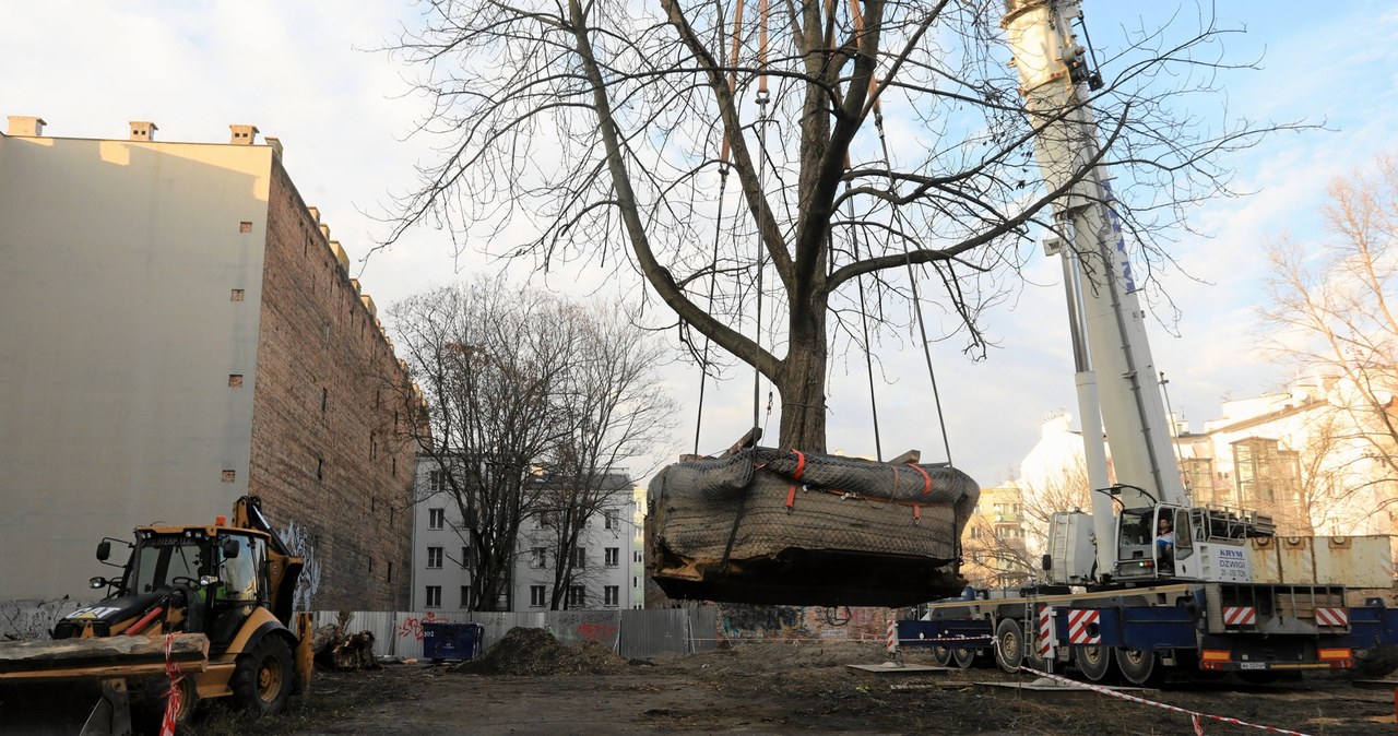  Deweloper przeniósł ogromny kasztanowiec. Warszawiacy nie kryją radości