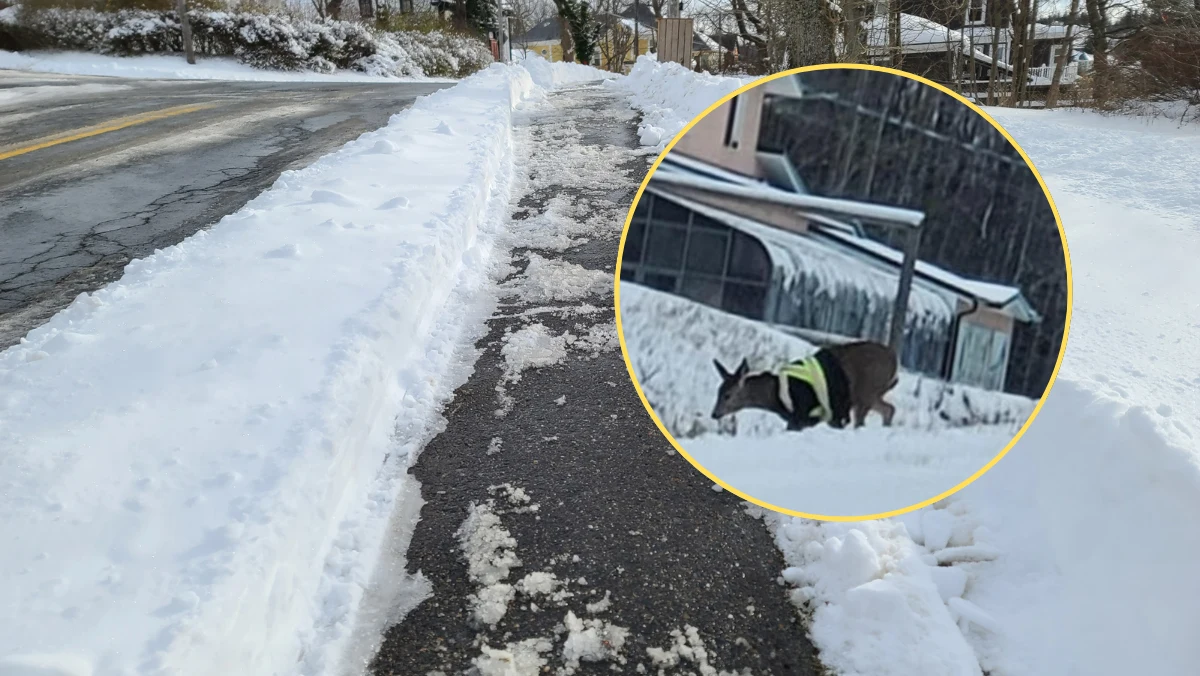 Mieszkańcy małego górskiego miasteczka położonego w Kolumbii Brytyjskiej w Kanadzie byli świadkami niecodziennego widoku - jelenia w zapiętej na suwak kamizelce odblaskowej. Nikt nie potrafi wyjaśnić, jak do tego doszło i kto jest za to odpowiedzialny. 