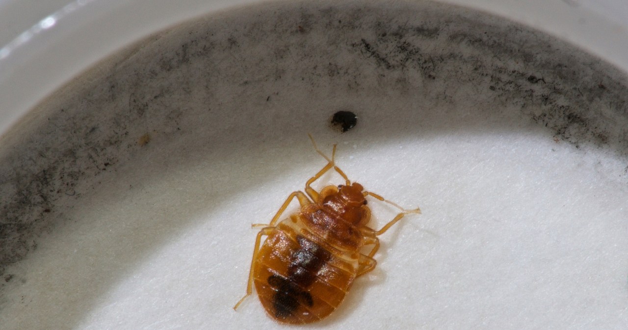 Pluskwy w podstawówce. Konieczne będzie zamknięcie szkoły