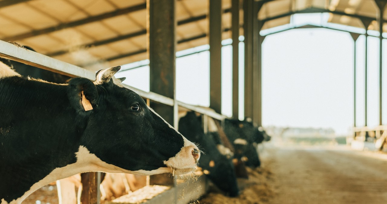 Nowe kary dla rolników. Zapłacą choćby 65 tys. zł, niewielu o tym wie
