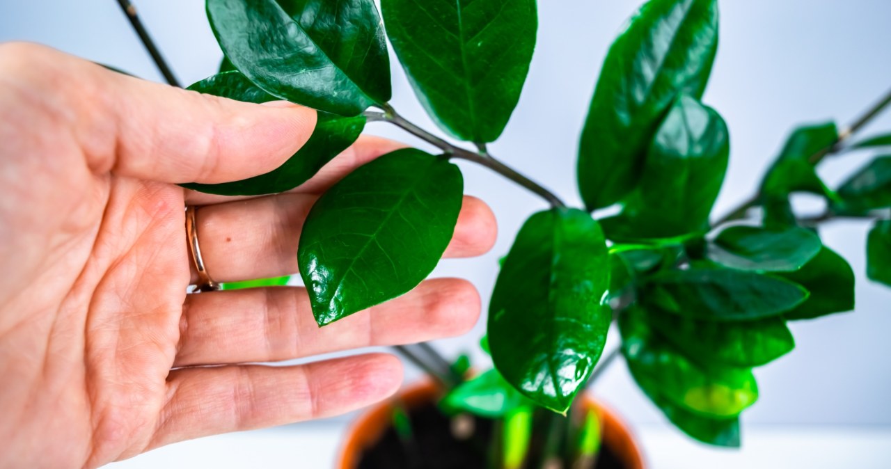 Część wrzuć do cynamonek, a resztę do doniczki. Zamiokulkas podziękuje nowymi liśćmi