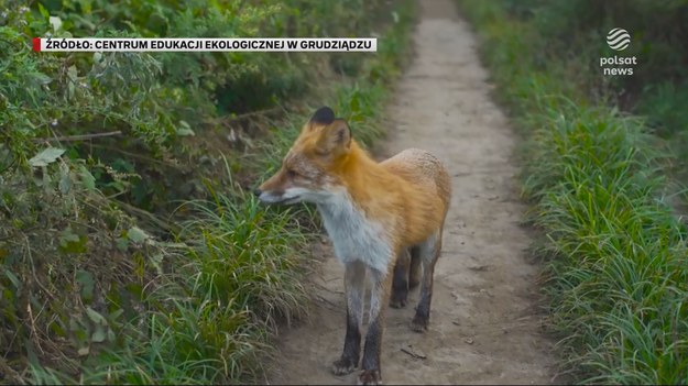 Na Lubelszczyźnie zarażony wścieklizną lis zaatakował człowieka, ale na szczęście nic mu się nie stało. Zabił zwierzę i przekazał je służbom sanitarnym. Do tej pory w regionie wykryto dwadzieścia pięć ognisk wścieklizny. Materiał dla "Wydarzeń" przygotowała Aleksandra Dunajska-Minkiewicz. 