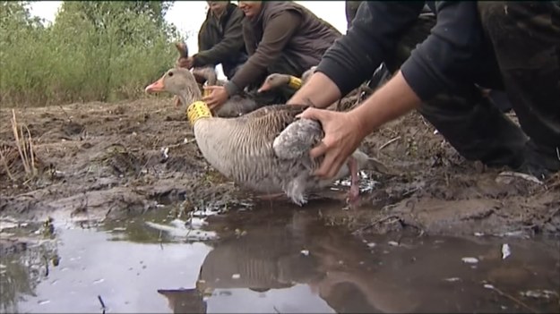 Ptasie obrączki są jak PESEL. Każda placówka w Polsce, która obrączkuje ptaki jest pod nadzorem Centrali Obrączkowania w Gdańsku. Ta jednak już trzeci rok z rzędu nie dostała dofinansowania. Czy to oznacza koniec obrączkowania ptaków w Polsce? Marcin Szumowski.