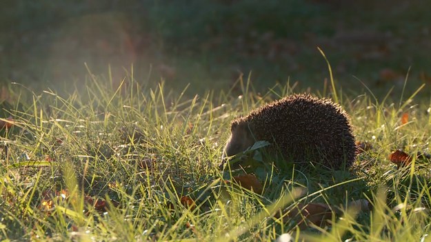 Co szkodzi jeżom i jak miłośnicy przyrody próbują im pomóc – sprawdzała Ewa Pajuro.