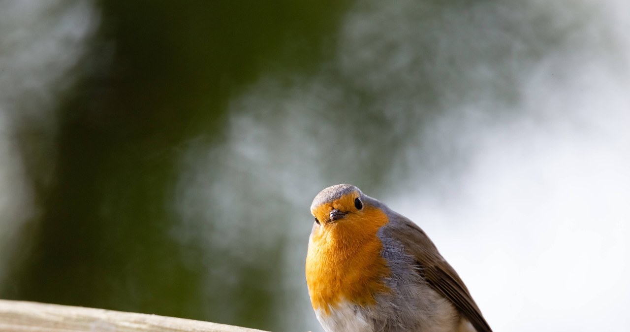 Rudziki zapamiętują takie miejsca. Włóż to do karmnika, a nie odlecą