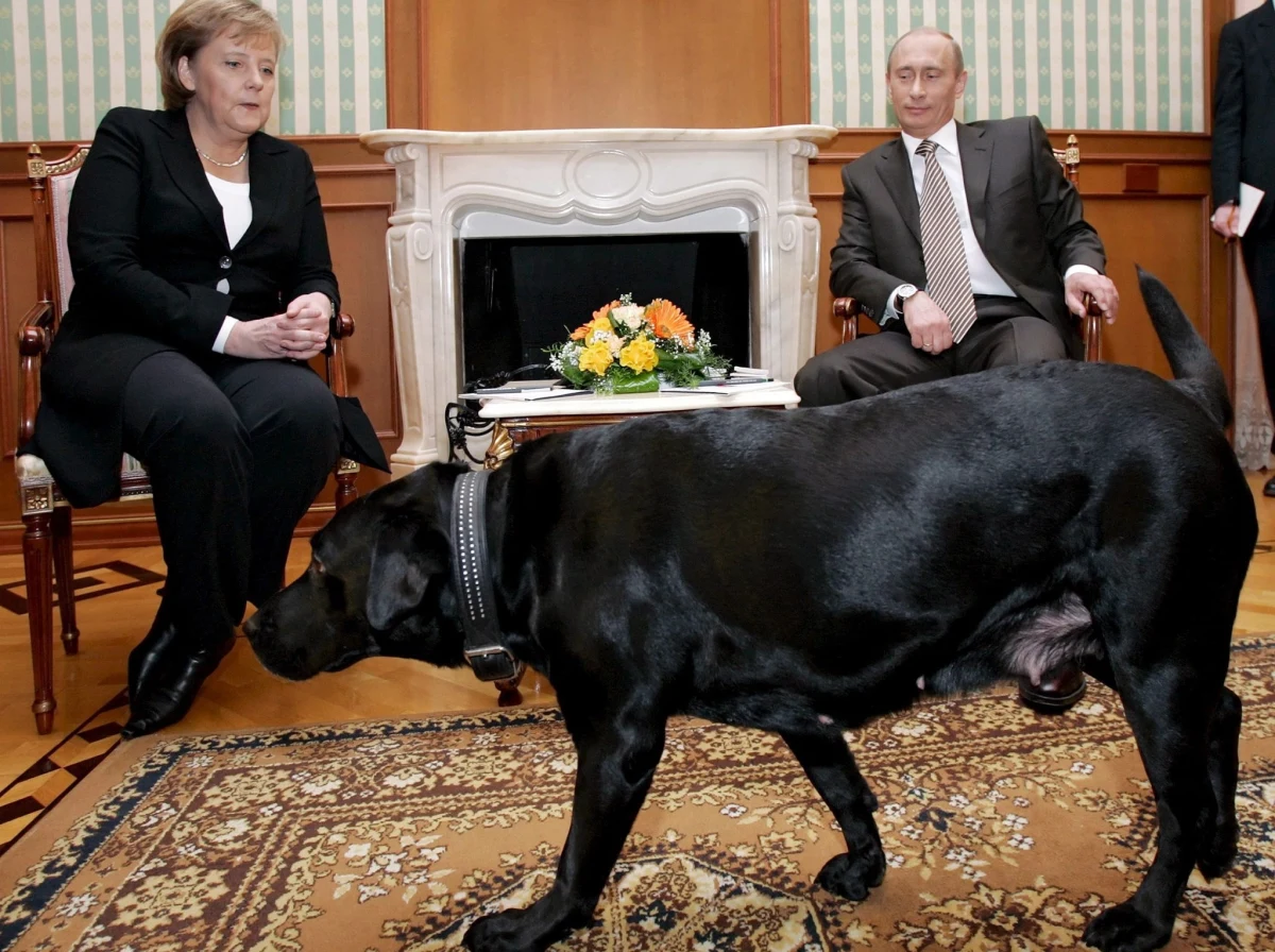 Władimir Putin sterroryzował kiedyś Angelę Merkel przy pomocy labradora. Rosyjski prezydent, jak wytrawny polityk z rodowodem w KGB, dzisiaj wszystkiemu zaprzecza i twierdzi, że nie chciał. "Angela, wybacz mi" - mówi dziennikarzom.
