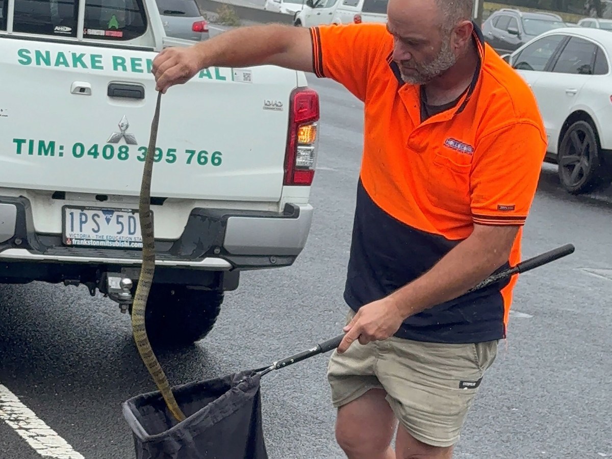 Policja z australijskiego stanu Wiktoria odebrała niecodzienne zgłoszenie. 40-letnia kobieta, jadąc z prędkością około 80 km na godz. po autostradzie, nagle poczuła "coś dziwnego" na stopie. Gdy spojrzała w dół, okazało się, że po jej nodze pełza jadowity wąż.