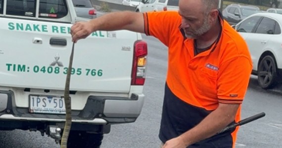 Policja z australijskiego stanu Wiktoria odebrała niecodzienne zgłoszenie. 40-letnia kobieta, jadąc z prędkością około 80 km na godz. po autostradzie, nagle poczuła "coś dziwnego" na stopie. Gdy spojrzała w dół, okazało się, że po jej nodze pełza jadowity wąż.