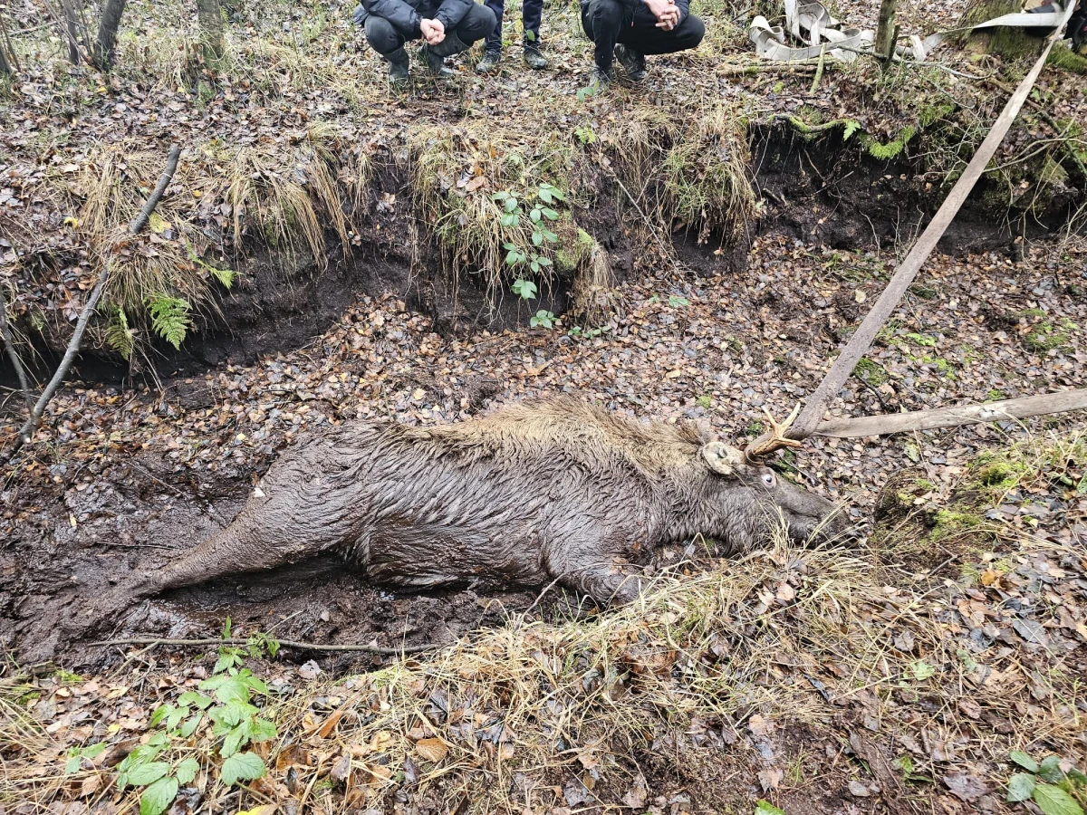 W okolicach miejscowości Kamionka koło Morąga (woj. warmińsko-mazurskie), przeprowadzona została akcja, dzięki której udało się uratować byka łosia. Zwierzę zapadło się w torfowisku. Na informację zareagowały natychmiast służby ratunkowe oraz leśniczy z Nadleśnictwa Dobrocin.