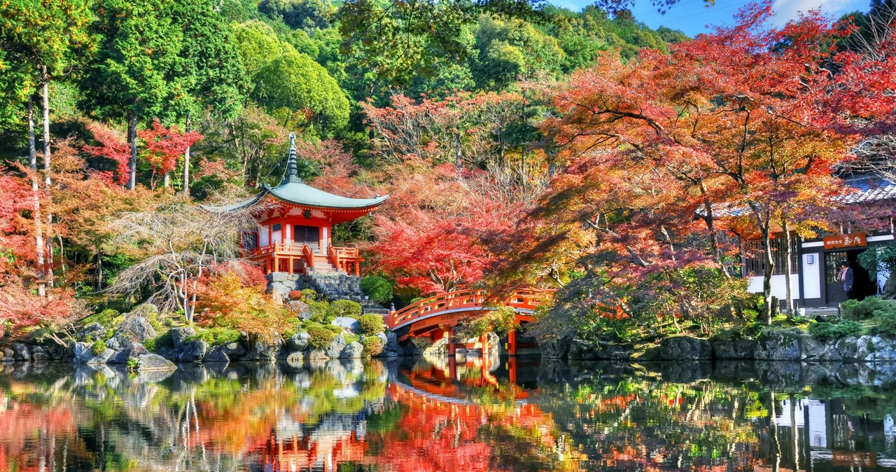 Jesienna aura w świątyni Daigo-ji w Kioto. Japonia doświadczyła najcieplejszej jesieni w historii, co wpłynęło między innymi na kolor liści ikonicznych klonów w mieście. Zdjęcie ilustracyjne