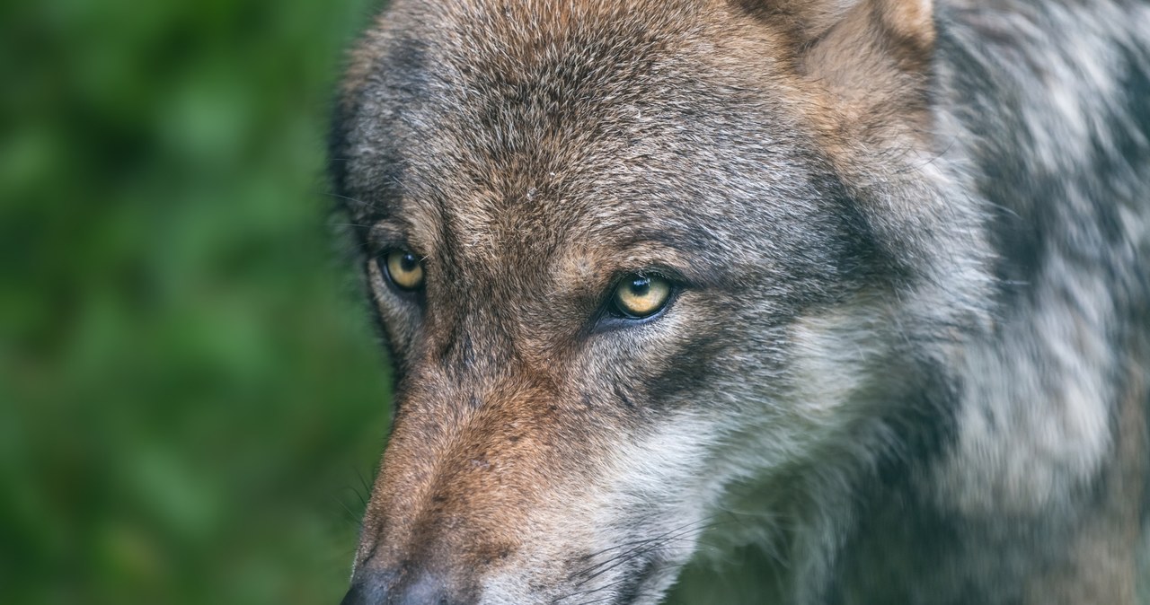  Rzeź wilków podsycana przez brutalne prawo. Wielka hańba w dziejach Polski