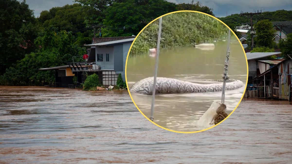 W południowej Tajlandii intensywne monsunowe opady deszczu wywołały niszczycielską powódź. Żywioł zabił 29 osób, a ponad 33 tys. zostało zmuszonych do opuszczenia swoich domów. Ofiary i straty materiale to jednak nie jest jedyne pokłosie dramatycznej powodzi. W sieci pojawiło się przerażające wideo, na którym w wodach powodziowych widać ogromnego węża – prawdopodobnie pytona siatkowego. 