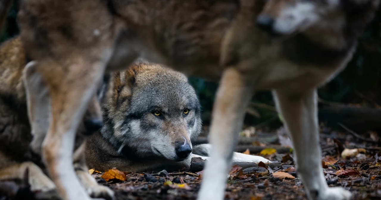  Inteligencja siedmioletniego dziecka. Naturalne drony wskazują ofiary