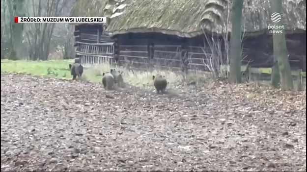 Jak przed wiekami pomykają między drewnianymi chatami i żurawiami do czerpania wody. Na terenie Muzeum Wsi Lubelskiej pojawiły się dziki. Setki lat temu nikt by się nie przejął, ale teraz muzeum musiało być zamknięte do czasu, aż zwierzęta zostały wywiezione. Dla ''Wydarzeń'' Aleksandra Dunajska Minkiewicz.