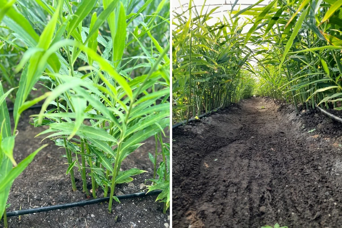 Czy imbir można uprawiać w polskich warunkach? Naukowcy z Uniwersytetu Przyrodniczego w Poznaniu pracują nad uprawą polskiej odmiany tej rośliny. Dwuletnie badania wykazały już, że kluczowe mają być częstotliwość podlewania oraz podkiełkowywanie roślin.