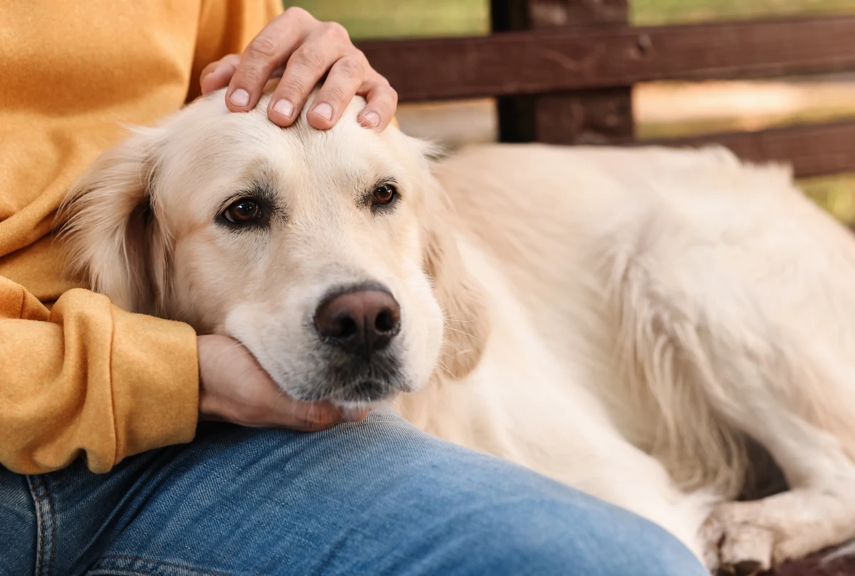 Pies był przyjacielem człowieka tysiące lat wcześniej niż przypuszczano - uczeni zbadali szczątki znalezione na Alasce. Okazuje się, że pierwotna teoria mówiąca o 10 tys. lat takiej przyjaźni jest nieprecyzyjna.