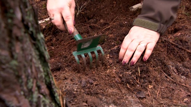 Zaraz po pierwszych przymrozkach wokół sosen w polskich lasach zaczynają tropić leśni detektywi. Setki leśników w tysiącach wykopów szukają szkodników pierwotnych sosny. Piotr Kotwicki.

