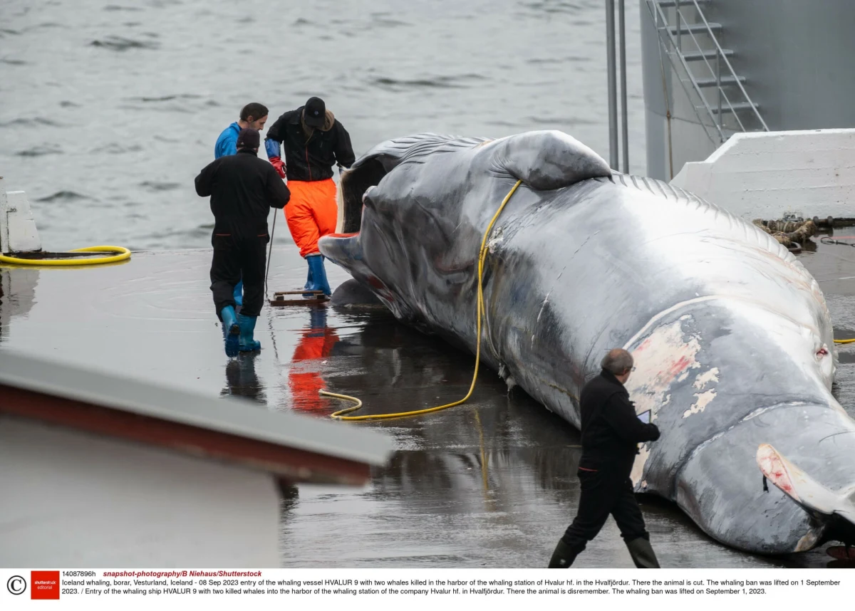 Islandia, która jako jedyna obok Norwegii i Japonii zezwala na polowania na wieloryby, zgodziła się na kontynuowanie łowów przez jej dwa statki wielorybnicze do 2029 r. Władze kraju wydały zgodę na połów 209 płetwali zwyczajnych rocznie i 217 płetwali karłowatych w ciągu sezonu, który trwa od połowy czerwca do września.