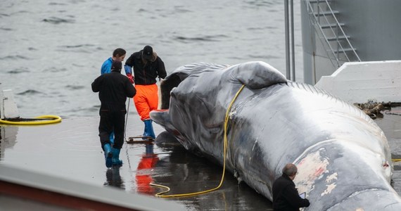 Islandia, która jako jedyna obok Norwegii i Japonii zezwala na polowania na wieloryby, zgodziła się na kontynuowanie łowów przez jej dwa statki wielorybnicze do 2029 r. Władze kraju wydały zgodę na połów 209 płetwali zwyczajnych rocznie i 217 płetwali karłowatych w ciągu sezonu, który trwa od połowy czerwca do września.