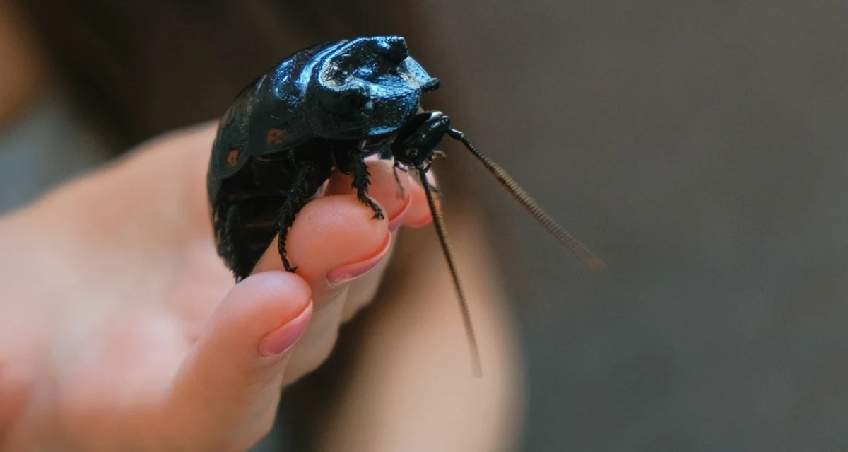 Naukowcy z Australii stworzyli hybrydę żywego organizmu z cybernetycznym wszczepem. W tym wypadku chodzi o eksperyment na chrząszczu, który dzięki specjalnemu implantowi może być kontrolowany za pomocą impulsów elektrycznych. Jak twierdzą eksperci, taki organizm może być niezwykle przydatny dla ekip ratowniczych, choćby przy przeszukiwaniu miejsc katastrof.
