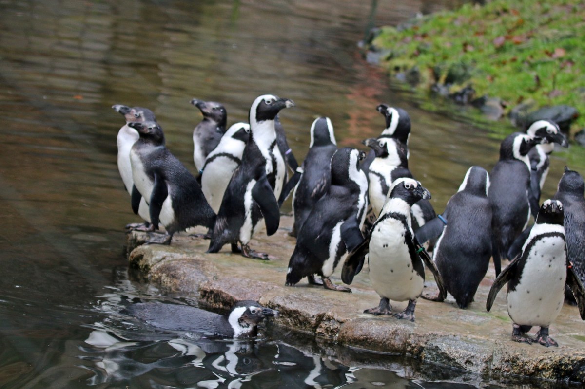 W Gdańskim Ogrodzie Zoologicznym nastały radosne dni - na wybiegu pingwinów przylądkowych pojawiły się cztery nowe pingwiny. "Tak jak co roku, już od wielu lat nasze pingwiny nie zawiodły" - mówi RMF FM Paweł Ciesielski z gdańskiego zoo.