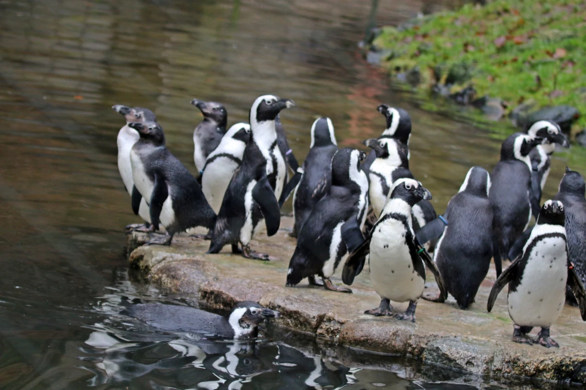 W Gdańskim Ogrodzie Zoologicznym nastały radosne dni - na wybiegu pingwinów przylądkowych pojawiły się cztery nowe pingwiny. "Tak jak co roku, już od wielu lat nasze pingwiny nie zawiodły" - mówi RMF FM Paweł Ciesielski z gdańskiego zoo.
