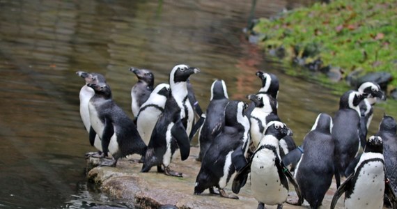 W Gdańskim Ogrodzie Zoologicznym nastały radosne dni - na wybiegu pingwinów przylądkowych pojawiły się cztery nowe pingwiny. "Tak jak co roku, już od wielu lat nasze pingwiny nie zawiodły" - mówi RMF FM Paweł Ciesielski z gdańskiego zoo.