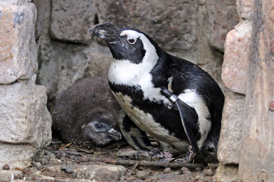 /Zoo Gdańsk /