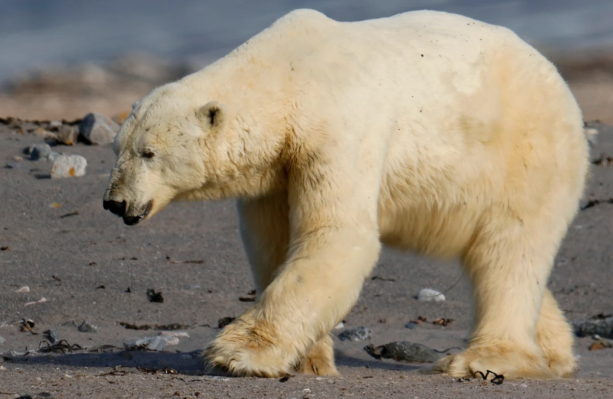 Wielką odwagą wykazał się pewien Kanadyjczyk. Mężczyzna rzucił się na niedźwiedzia, który zaatakował jego żonę. W wyniku starcia Kanadyjczyk trafił do szpitala - ma poważne obrażenia.