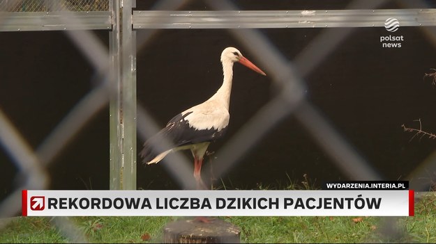 Rośnie liczba dzikich zwierząt, które trafiają do ośrodków w całej Polsce. To ofiary wypadków, młode porzucone przez matkę czy niedożywione i osłabione zwierzęta. 