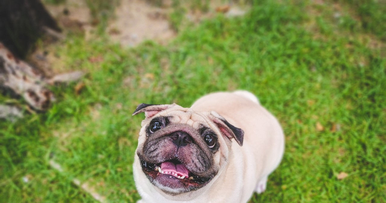 Pekińczyki i chiny japońskie z najwyższym ryzykiem BOAS. Analiza ras psów