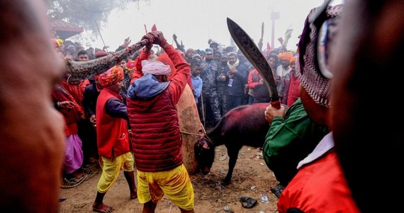 W Nepalu kolejny raz zorganizowano festiwal Gadhimai - określany mianem "najkrwawszego święta świata". Tylko w ciągu dwóch dni w ofierze złożono ponad 200 tys. zwierząt, m.in. bawołów, kóz, gołębi i szczurów.