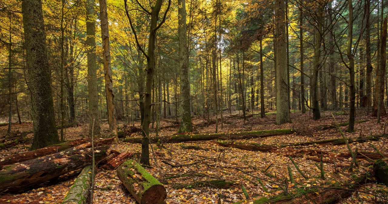 To miejsce było zamknięte prawie 30 lat. Idealny kierunek na weekendowy spacer
