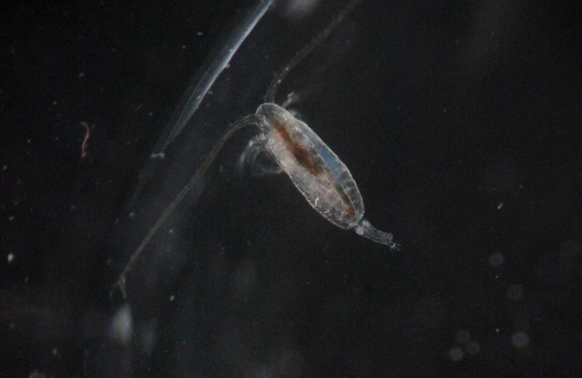 Międzynarodowa grupa naukowców pod kierunkiem badaczy z Dartmouth College proponuje nowatorską metodę grzebania dwutlenku węgla w głębinach oceanów przy pomocy zooplanktonu. Na łamach "Scientific Reports", czasopisma z rodziny "Nature", opisują mechanizm, który mógłby zostać wprowadzony do łańcucha pokarmowego morskich organizmów i pomóc zatopić znaczące ilości węgla z atmosfery na morskim dnie.