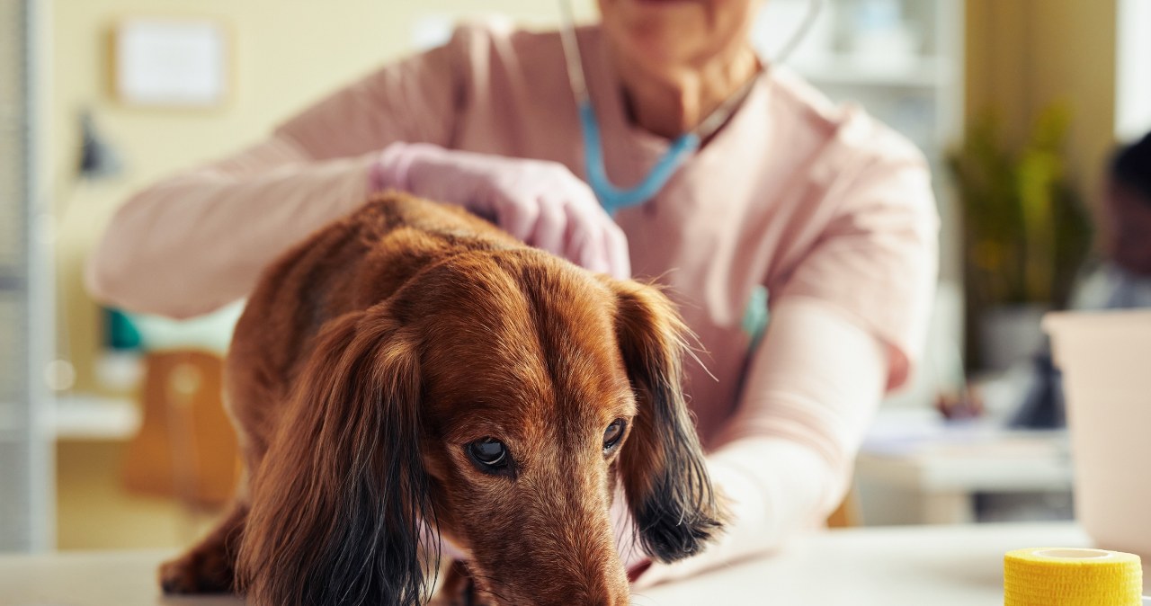 Twój pies zachowuje się w ten sposób? Behawiorystka apeluje