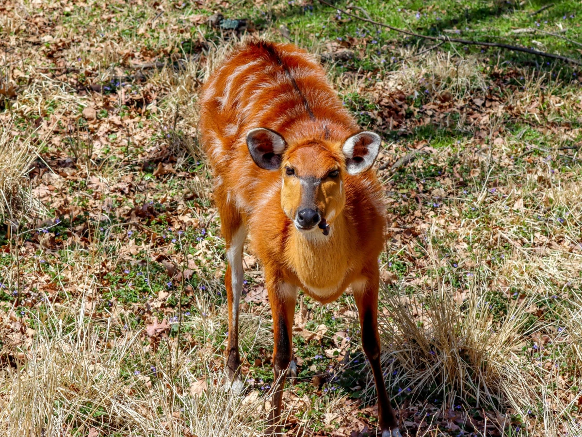 W lasach koło Węgorzewa na Mazurach została zauważona i sfotografowana egzotyczna antylopa z gatunku sitatunga sawannowa. Zwierzę uciekło latem z minizoo i od tego czasu jest poszukiwane przez właścicieli.