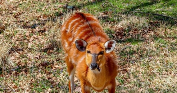 W lasach koło Węgorzewa na Mazurach została zauważona i sfotografowana egzotyczna antylopa z gatunku sitatunga sawannowa. Zwierzę uciekło latem z minizoo i od tego czasu jest poszukiwane przez właścicieli.