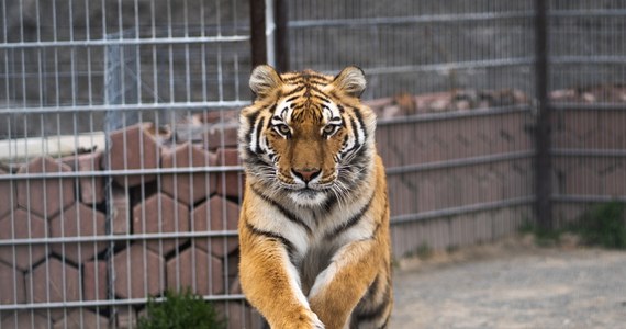 W ogrodzie zoologicznym w rumuńskim Pitesti tygrys rzucił się na opiekuna i ugryzł go w głowę. 52-letni mężczyzna nie przeżył ataku, który nastąpił z jego winy.