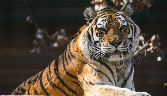 Tragedia w europejskim zoo. Opiekun zapomniał zamknąć klatkę