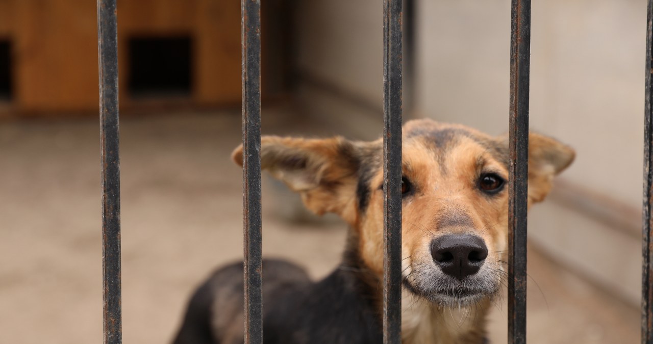 Kastracja to tylko początek. Holandia i Niemcy stawiają na coś jeszcze